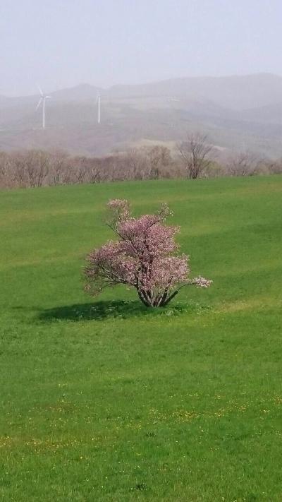 一本桜と潮干狩り