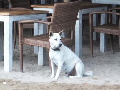 最終日~ サヌールぷらり&帰国後にちょっと泣く・・・ ~