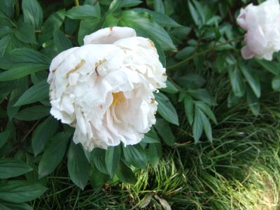 小さなお花がある馬場花木園