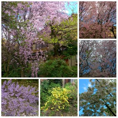 京都葉桜鑑賞