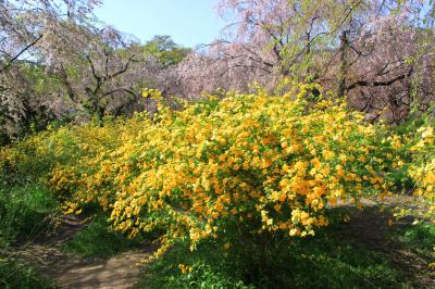 京都名残りの桜～原谷苑～御室仁和寺へ～泣き桜は満開だったよ♪