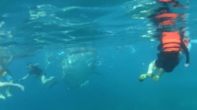 格安のセブパシで、ジンベイザメと泳ぎ、滝に打たれてきました~