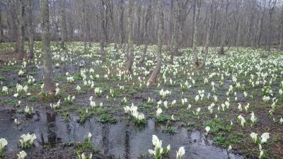 2015GW 信州戸隠のパワースポット・水芭蕉編♪