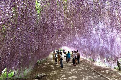 “河内藤園”に行ってきました。。。　“藤に魅せられた春のひと時でした～”