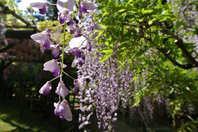 春日大社神苑「萬葉植物園」で藤☆満開！！