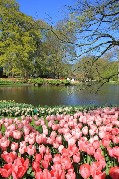 オランダ　キューケンホフ公園へ