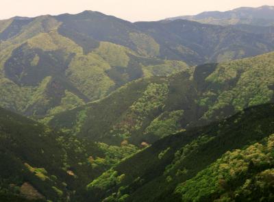 GWも混雑回避 <伊吹山ドライブウェイは緑の洪水>