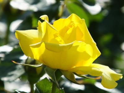 大阪　中之島のばら園　前編！2015年