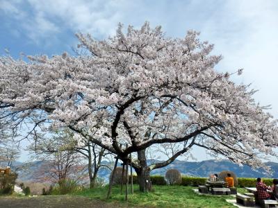秩父・美の山の桜