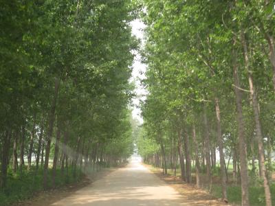 みどりのトンネル