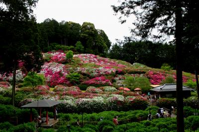 三室戸寺のツツジ