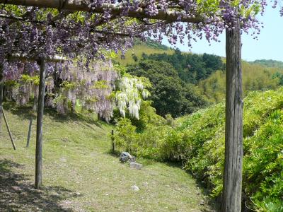 遅かった河内藤園と南蔵院涅槃像