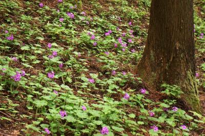世界に１ヶ所だけの花、ここにしかない鳴神山のカッコソウ