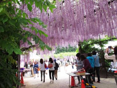 竹田城からの　山陰地方 最大の藤棚へ