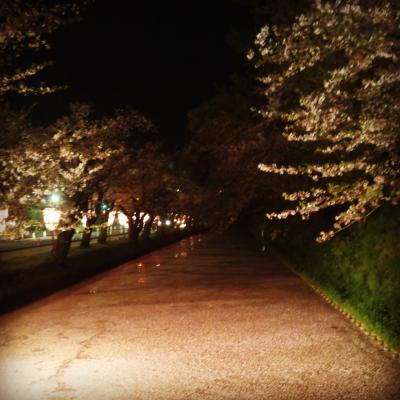 弘前城の枝垂桜に感激!