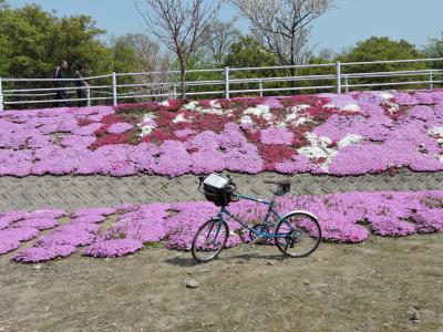 はなはな山形（立谷川の芝桜)