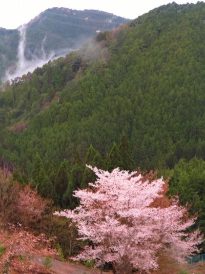 高野街道　堺～かつらぎ～高野山　車窓風景　☆さくら咲く山上へ