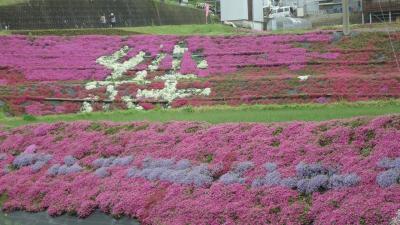 周南大道理芝桜