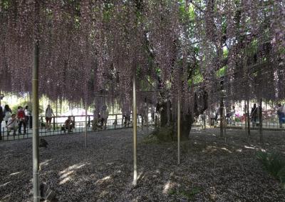 栗田美術館と足利フラワーパークと懐石料理