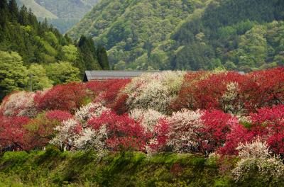 長野県　阿智村　月川温泉・花桃の里