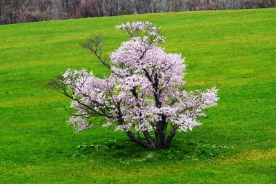 2015.5 我が街室蘭の桜名所めぐり