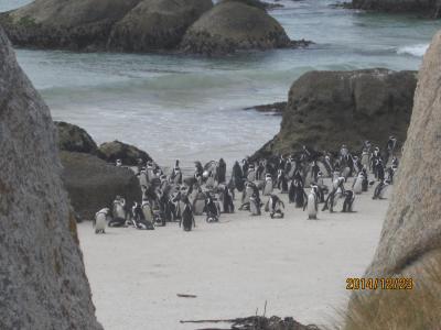 ケープタウン観光　ペンギンコロニー