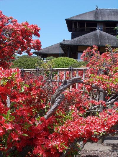 「『日本遺産』に　選定された！？　水戸」・・で　歴史遺産巡り。　赤ツツジが、満開！の　大名庭園『偕楽園』　＆　藩校『弘道館』。