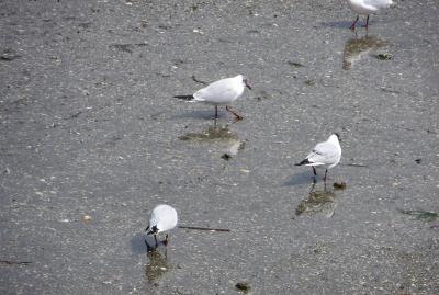 2015春、蒲郡の名所(2/16)：4月22日(2)：蒲郡、竹島、潮干狩り光景、鳶、ユリカモメ