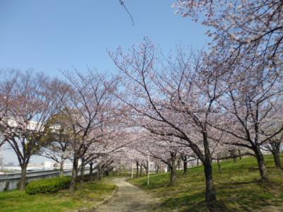淀川・大川沿いの桜の花見
