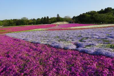 富津で貝焼き・荒天のお台場・千葉の芝桜！