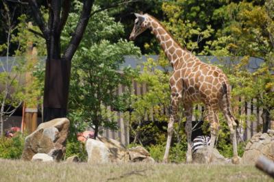 かながわ　アフリカンサファリ完成後のズーラシアを訪ねる　2015夏