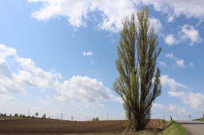 ＬＣＣに味を占めて　　北海道