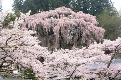 船岡城址と福島の桜を求めて?（上石の不動ザクラ・福聚寺、雪村、夫婦、山王の桜）