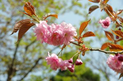 2015年、6th旅。北海道、早過ぎた春_函館編