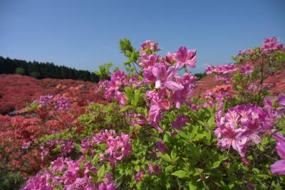 出張のついでに葛城山のツツジと石光寺のシャクヤク