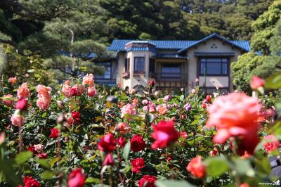 鎌倉文学館バラまつり2015