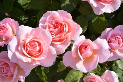 大阪　中之島のばら園　後編！2015年