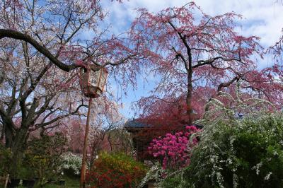 2015年京都の桜は少し早い