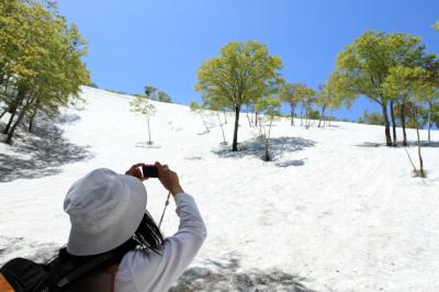 雪とブナの新緑が美しい、鍋倉山登山。　ブナ林の新緑は特別な美しさ。