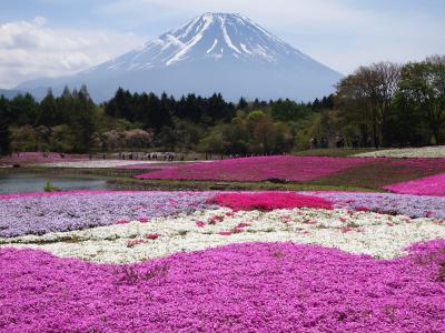 仕事が嫌になったのでHISのバスツアーに参加した 【富士芝桜まつりとサクランボ狩り編】