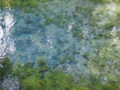 熊本−白川水源−