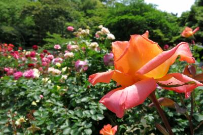 “鎌倉文学館” に薔薇香り・・・