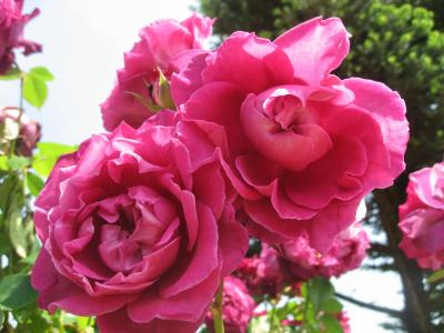 ’１５　春バラが見頃の京成バラ園へ１
