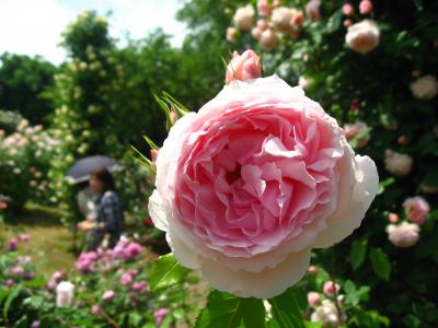 ’１５　春バラが見頃の京成バラ園へ２