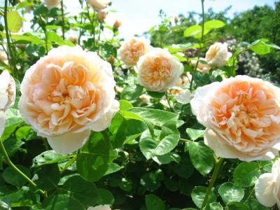 ’１５　春バラが見頃の京成バラ園へ３