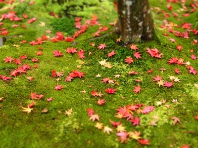 秋の関西三都旅行②～京都嵐山を満喫