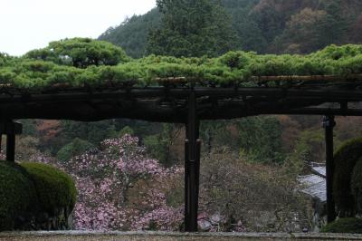 2015年京都の桜は少し早い　2日目は十輪寺