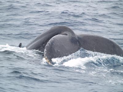 ホエールウォッチング