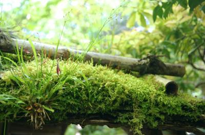 大好きな苔巡りと路地裏探し。