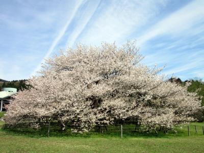 新緑の箱根　2015